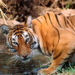 Ranthambore National Park