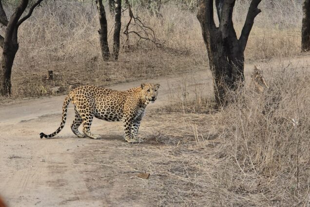 Rajasthan Wildlife and Heritage Tour