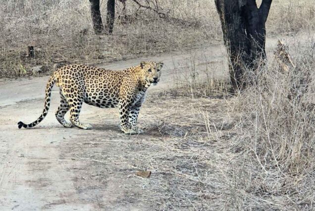 Jaipur Wildlife Tour